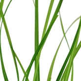 133A 泰國水劍 Cyperus helferi
